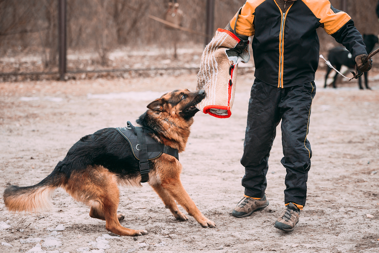 Dog Bite