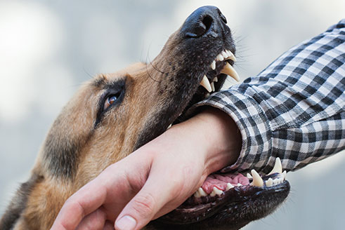 Dog Bites Law